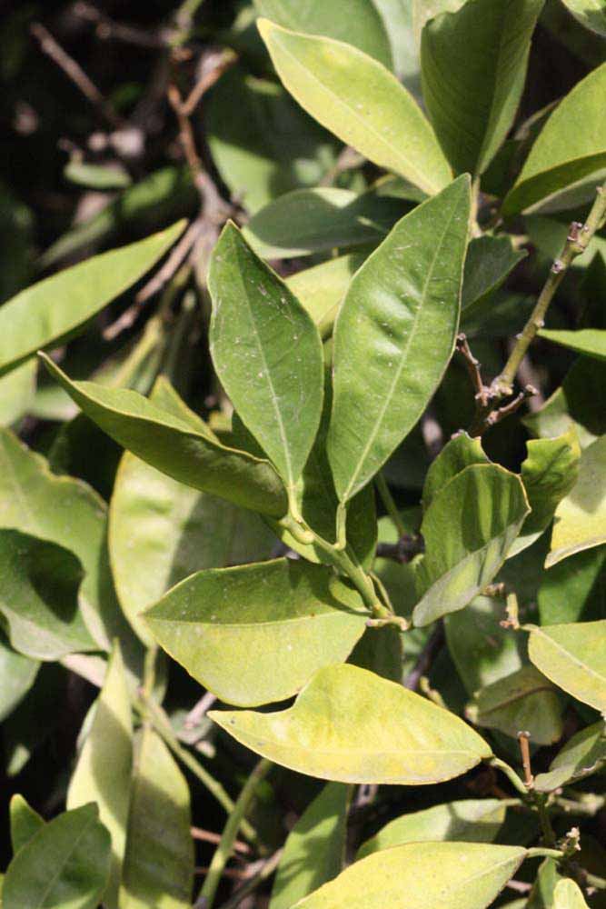            Sun leaves (Riverside, CA)   